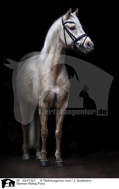 Deutsches Reitpony / German Riding Pony / JQ-01321