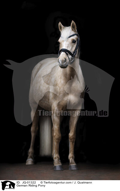 Deutsches Reitpony / German Riding Pony / JQ-01322