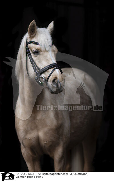 Deutsches Reitpony / German Riding Pony / JQ-01323