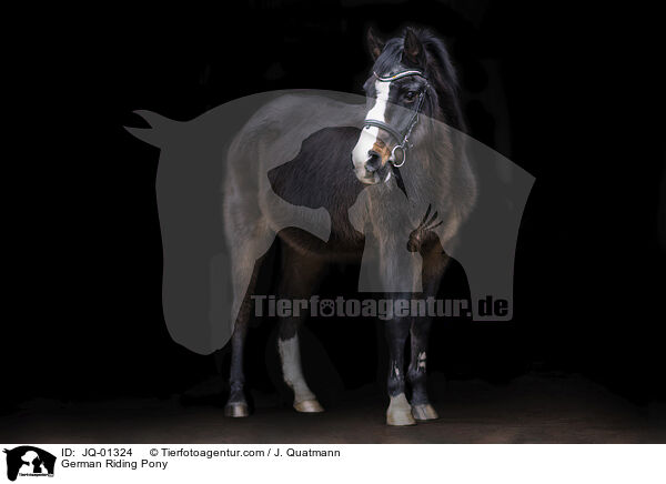 Deutsches Reitpony / German Riding Pony / JQ-01324