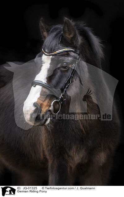 Deutsches Reitpony / German Riding Pony / JQ-01325