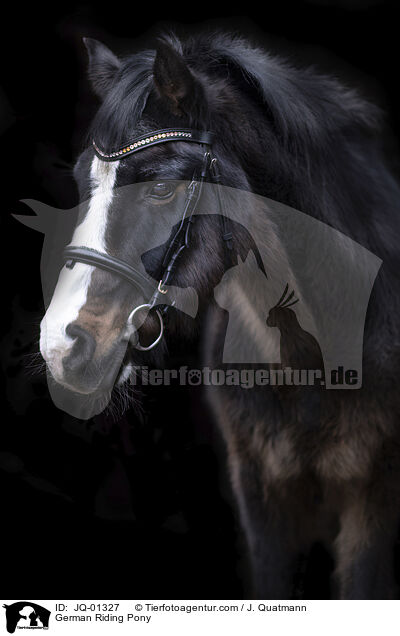 German Riding Pony / JQ-01327