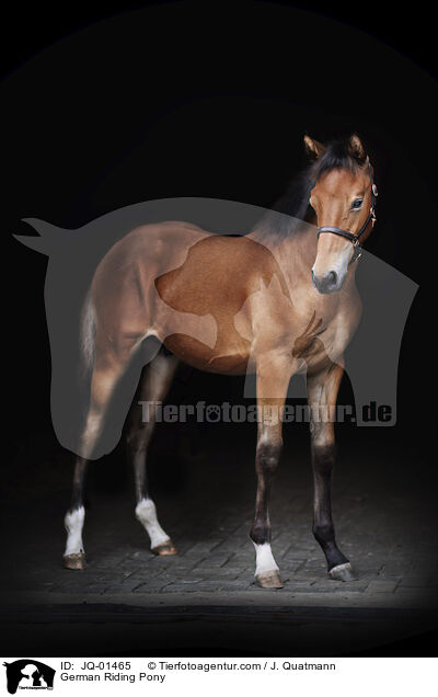 Deutsches Reitpony / German Riding Pony / JQ-01465