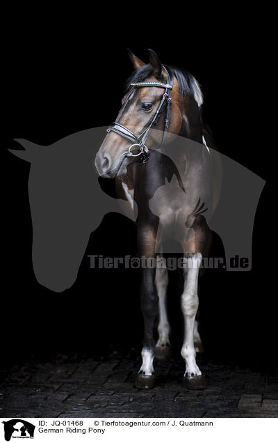 Deutsches Reitpony / German Riding Pony / JQ-01468