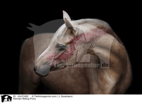 German Riding Pony / JQ-01482