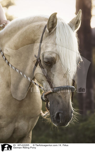 Deutsches Reitpony / German Riding Pony / KFI-02265