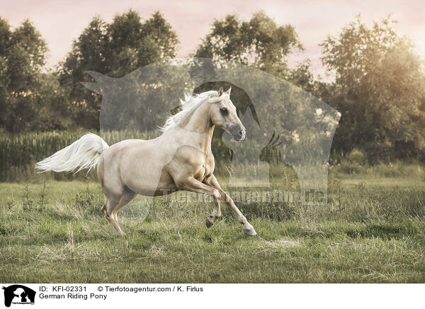 German Riding Pony / KFI-02331