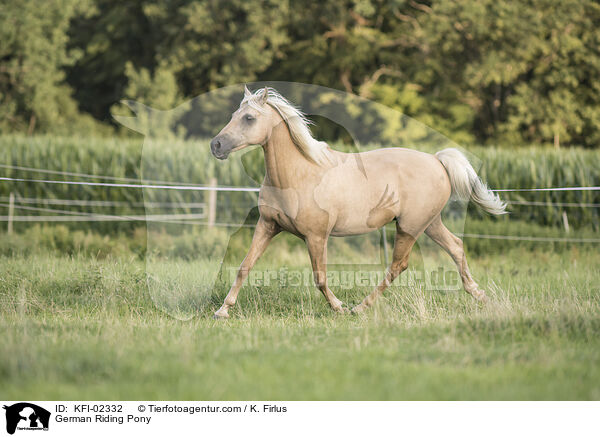 Deutsches Reitpony / German Riding Pony / KFI-02332
