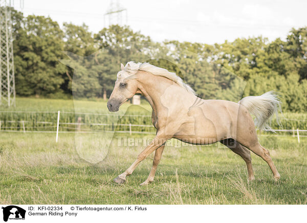 Deutsches Reitpony / German Riding Pony / KFI-02334