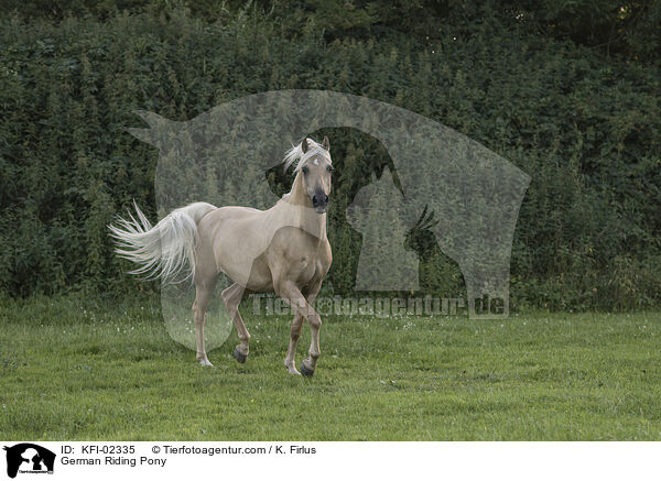 German Riding Pony / KFI-02335