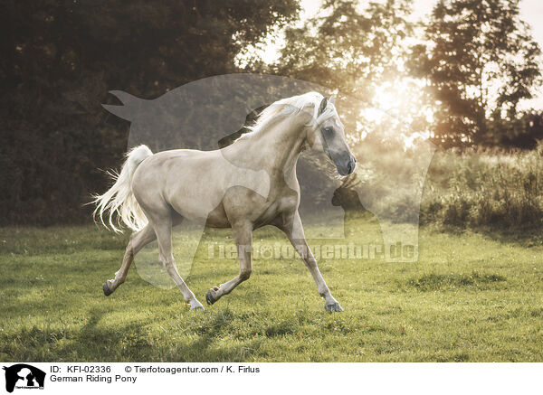 German Riding Pony / KFI-02336
