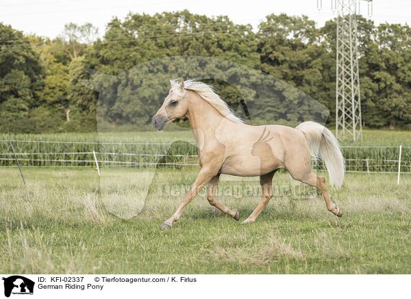 Deutsches Reitpony / German Riding Pony / KFI-02337