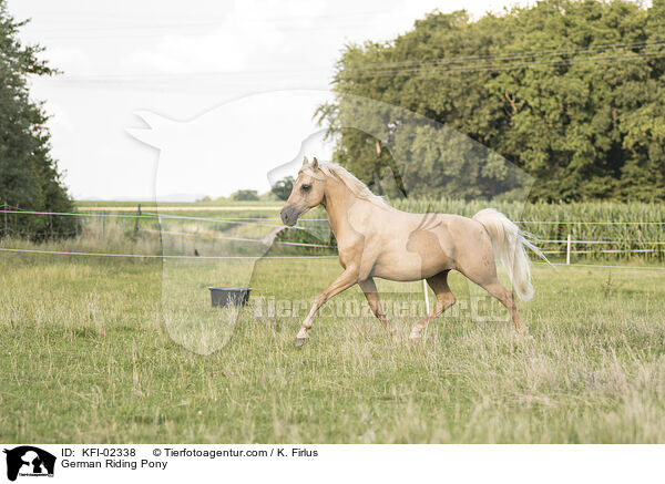 German Riding Pony / KFI-02338