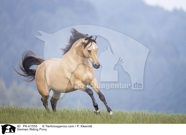 German Riding Pony / PK-01555