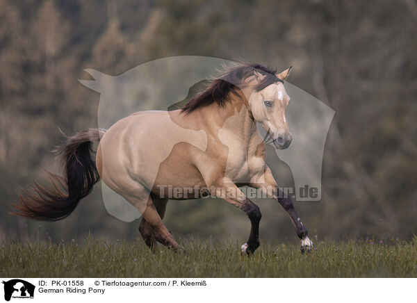 German Riding Pony / PK-01558