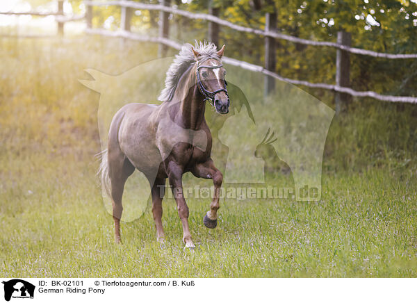 Deutsches Reitpony / German Riding Pony / BK-02101