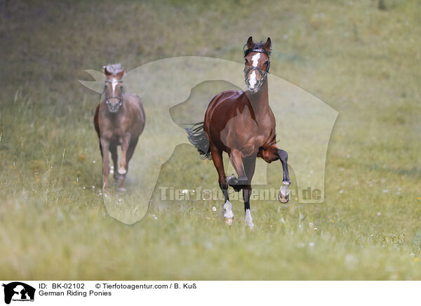 German Riding Ponies / BK-02102