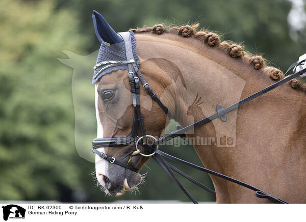 Deutsches Reitpony / German Riding Pony / BK-02300