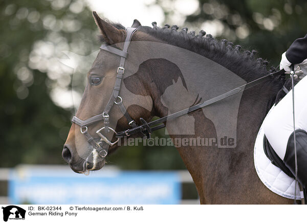 German Riding Pony / BK-02344
