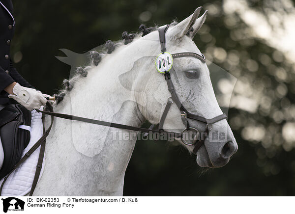 Deutsches Reitpony / German Riding Pony / BK-02353