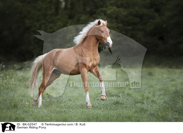 Deutsches Reitpony / German Riding Pony / BK-02547