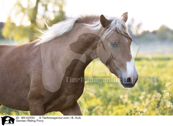 German Riding Pony / BK-02550