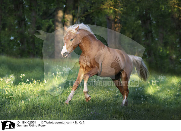 German Riding Pony / BK-02551
