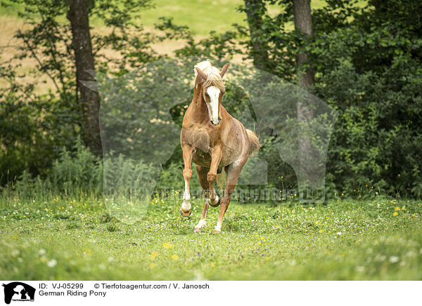 Deutsches Reitpony / German Riding Pony / VJ-05299
