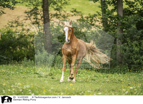 Deutsches Reitpony / German Riding Pony / VJ-05300