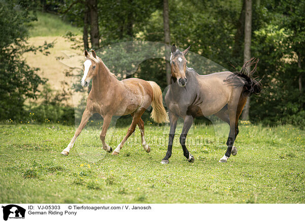 German Riding Pony / VJ-05303