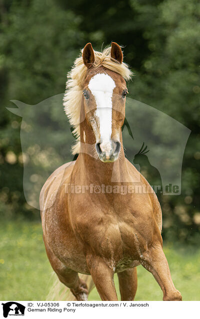 German Riding Pony / VJ-05306