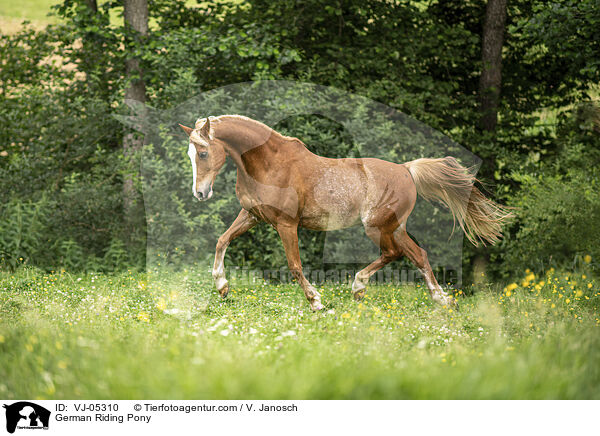 Deutsches Reitpony / German Riding Pony / VJ-05310