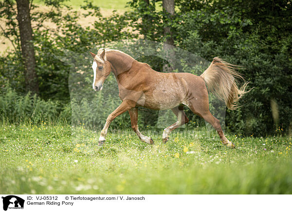 German Riding Pony / VJ-05312