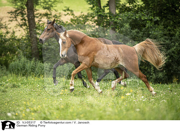 German Riding Pony / VJ-05317