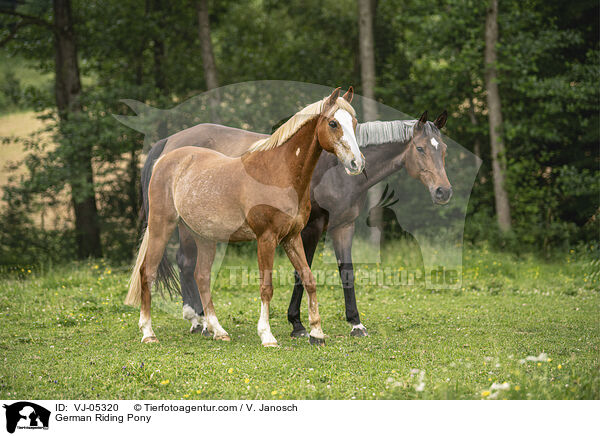 German Riding Pony / VJ-05320