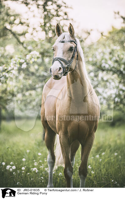 Deutsches Reitpony / German Riding Pony / JRO-01635
