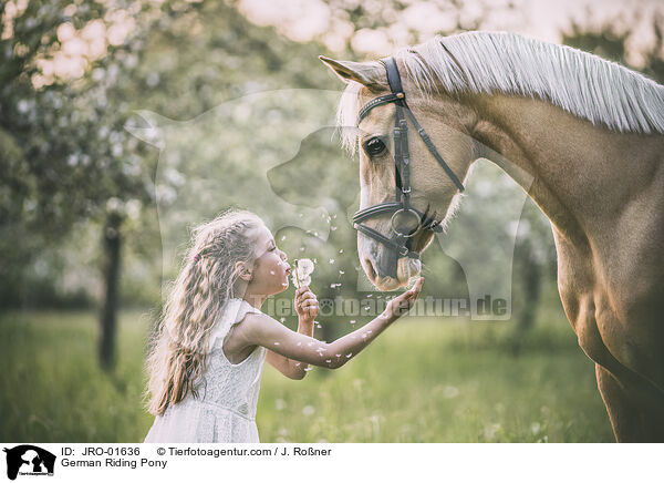 German Riding Pony / JRO-01636