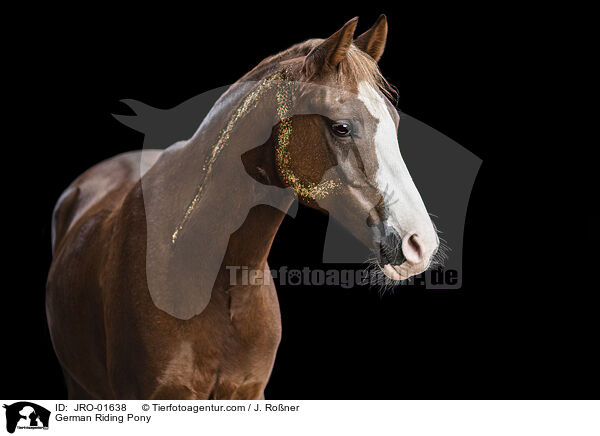 Deutsches Reitpony / German Riding Pony / JRO-01638