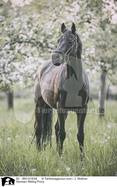 German Riding Pony / JRO-01639