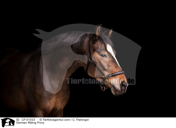 German Riding Pony / CF-01033