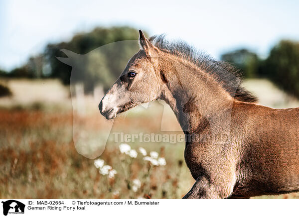 Deutsches Reitpony Fohlen / German Riding Pony foal / MAB-02654