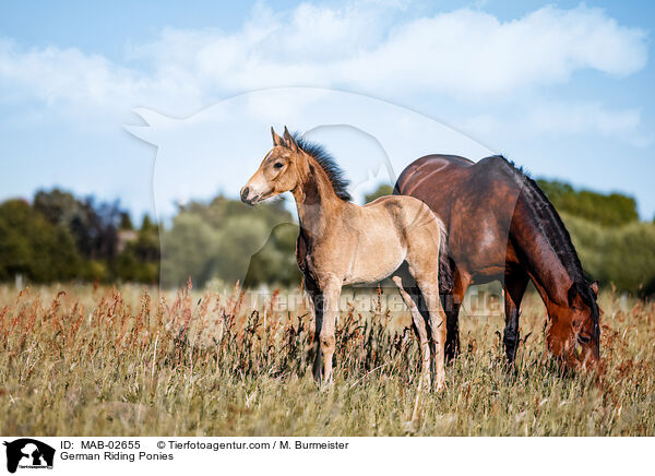 Deutsche Reitponies / German Riding Ponies / MAB-02655