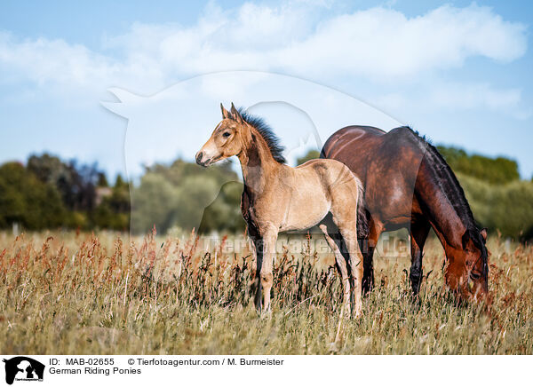 German Riding Ponies / MAB-02655