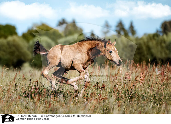 German Riding Pony foal / MAB-02656