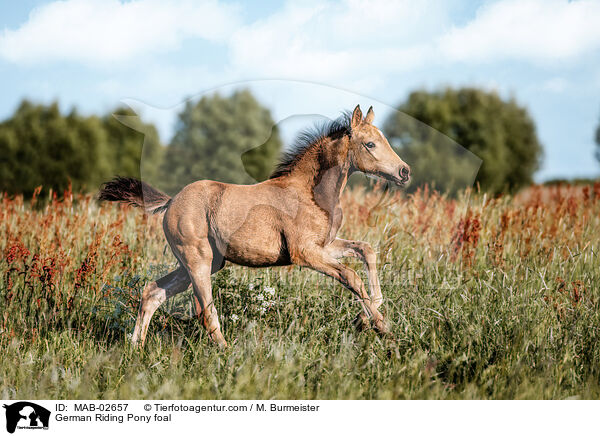 Deutsches Reitpony Fohlen / German Riding Pony foal / MAB-02657