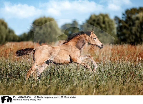 Deutsches Reitpony Fohlen / German Riding Pony foal / MAB-02658