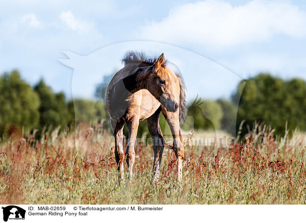German Riding Pony foal / MAB-02659