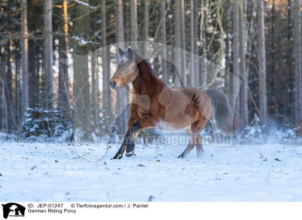 Deutsches Reitpony / German Riding Pony / JEP-01247