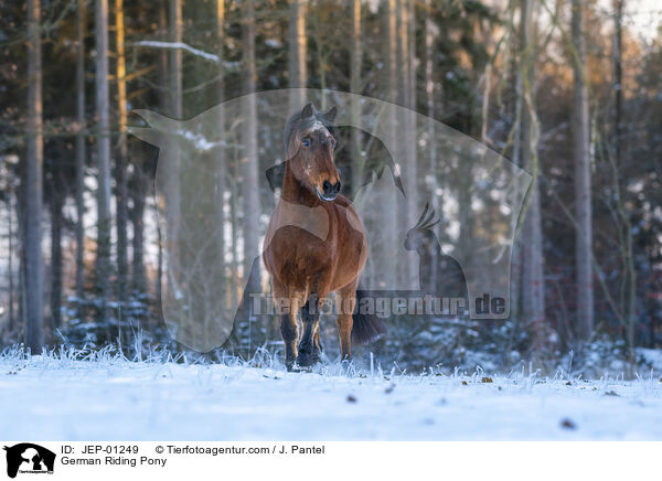 Deutsches Reitpony / German Riding Pony / JEP-01249