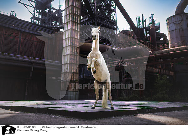 Deutsches Reitpony / German Riding Pony / JQ-01830